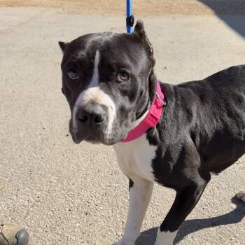 Pit Bull Terrier Dogs Available for Adoption - Summer | PetCurious