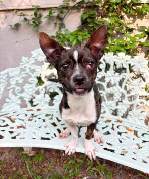 Sunny -  Boston Terrier Dog for Adoption in Gulfport, Mississippi - Sunny | PetCurious