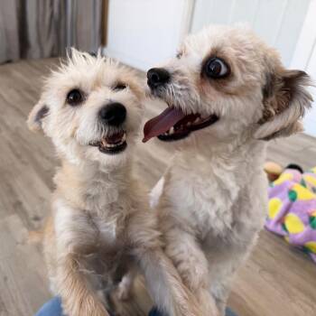 Mitzi -  Poodle and Mixed Breed Dog for Adoption in Green Bay, Wisconsin - Mitzi | PetCurious