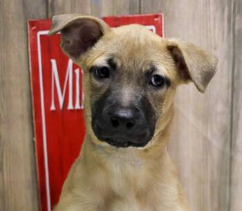 Willow -  Mixed Breed Dog for Adoption in Casa Grande, Arizona - Willow | PetCurious