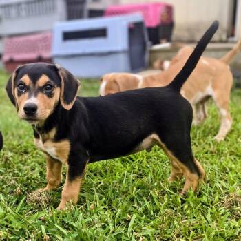 Pepper -  Beagle Dog for Adoption in Lancaster, South Carolina - Pepper | PetCurious