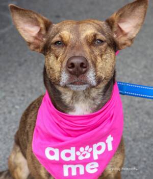Betty Crocker -  Cattle Dog Dog for Adoption in Elgin, Illinois - Betty Crocker | PetCurious