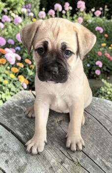 Dino -  Pug and French Bulldog Dog for Adoption in Los Angeles, California - Dino | PetCurious