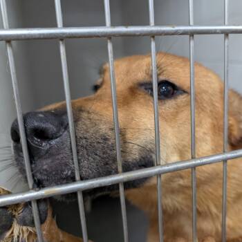 191325 LOOKING FOR OWNER -  Shepherd Dog for Adoption in Ravenna, Ohio - 191325 LOOKING FOR OWNER | PetCurious