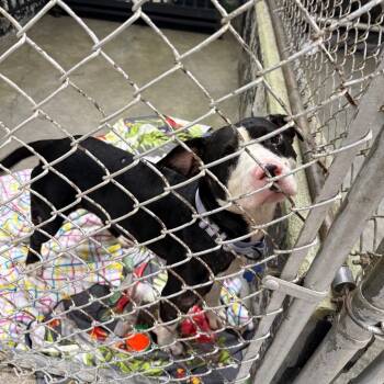 Cowboy -  Mixed Breed Dog for Adoption in Savannah, Georgia - Cowboy | PetCurious