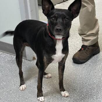 Duchess -  Feist and Chihuahua Dog for Adoption in Bardstown, Kentucky - Duchess | PetCurious