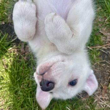 Hound and Great Pyrenees Dogs Available for Adoption - Remus | PetCurious