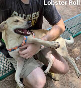 Lobster Roll -  Terrier Dog for Adoption in Little Rock, Arkansas - Lobster Roll | PetCurious