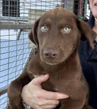 A litter - Amigo -  Labrador Retriever and Husky Dog for Adoption in Edna, Texas - A Litter - Amigo | PetCurious