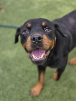 Au Grotten -  Rottweiler and Mixed Breed Dog for Adoption in Savannah, Georgia - Au Grotten | PetCurious