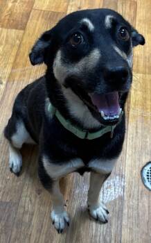 Astrid -  Mixed Breed Dog for Adoption in Ocala, Florida - Astrid | PetCurious