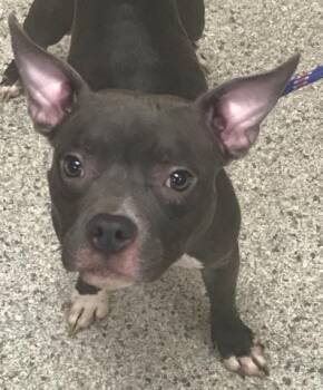 TALLULAH -  American Staffordshire Terrier Dog for Adoption in Conroe, Texas - TALLULAH | PetCurious