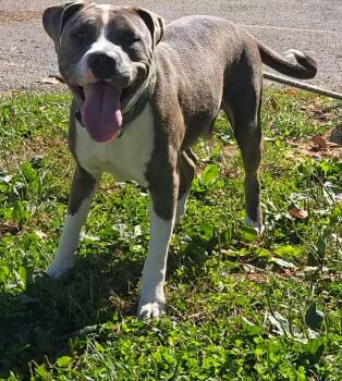 Karma -  Pit Bull Terrier Dog for Adoption in Springfield, Illinois - Karma | PetCurious