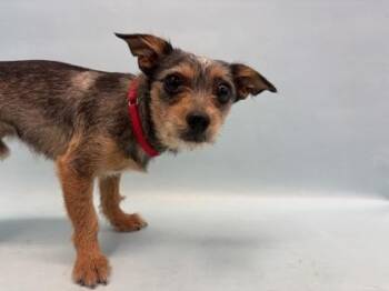 Jupiter -  Yorkshire Terrier and Mixed Breed Dog for Adoption in Golden Valley, Minnesota - Jupiter | PetCurious