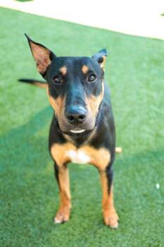 Nice~FOSTER or FOSTER TO ADOPT NEEDED~ -  Bull Terrier Dog for Adoption in Minneapolis, Minnesota - Nice~FOSTER Or FOSTER TO ADOPT NEEDED~ | PetCurious