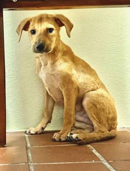 Dachshund and Chihuahua Dogs Available for Adoption - Jack | PetCurious