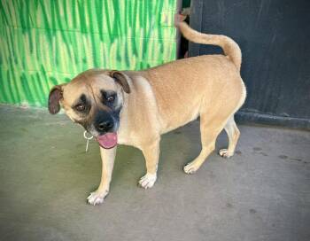 Puggle and Beagle Dogs Available for Adoption in Phoenix, Arizona - Mozzarella | PetCurious