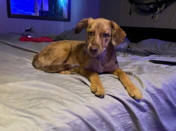 Aubrey -  Australian Shepherd and Catahoula Leopard Dog Dog for Adoption in Semmes, Alabama - Aubrey | PetCurious