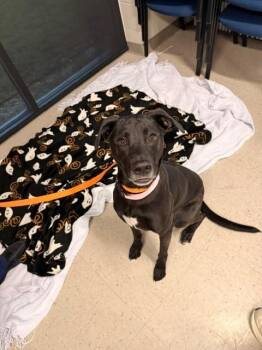 Paisley -  Labrador Retriever Dog for Adoption in Fayetteville, Arkansas - Paisley | PetCurious