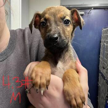 Soy Bean -  German Shepherd Dog and Pit Bull Terrier Dog for Adoption in Edwardsville, Illinois - Soy Bean | PetCurious