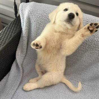 Grizz -  Great Pyrenees and Golden Retriever Dog for Adoption in Hillsborough, North Carolina - Grizz | PetCurious
