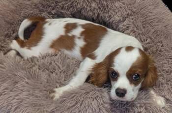 Bentley -  Cavalier King Charles Spaniel Dog for Adoption in Fort Myers, Florida - Bentley | PetCurious
