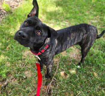 HONEY -  Pit Bull Terrier and Mixed Breed Dog for Adoption in Minneapolis, Minnesota - HONEY | PetCurious
