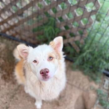 Kukki -  Border Collie Dog for Adoption in Flagstaff, Arizona - Kukki | PetCurious