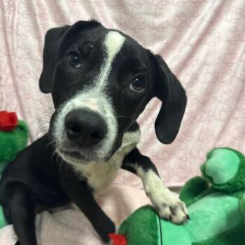 Ham -  Mixed Breed Dog for Adoption in Riverwoods, Illinois - Ham | PetCurious