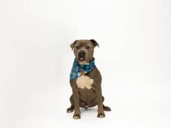 Mixed Breed Dogs Available for Adoption in Sevierville, Tennessee - Bam | PetCurious