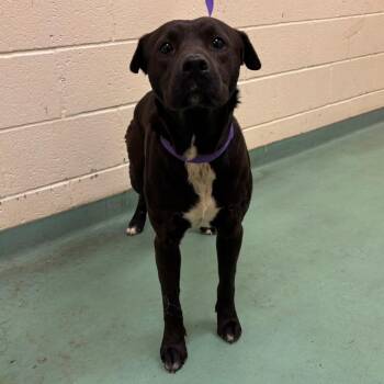 Mixed Breed Dogs Available for Adoption - Pickle | PetCurious