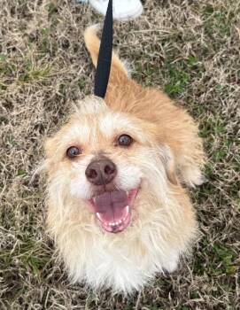 Mixed Breed Dogs Available for Adoption - Max | PetCurious