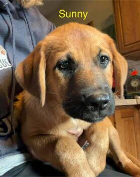 Sunny Seabrook -  Rottweiler and Great Pyrenees Dog for Adoption in Waunakee, Wisconsin - Sunny Seabrook | PetCurious