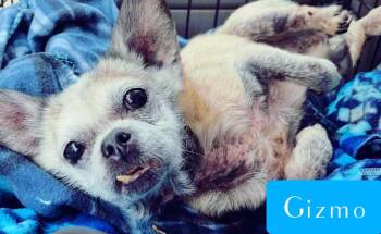 Rescue Chihuahua Dogs for Adoption in Stockbridge, Georgia - Gizmo | PetCurious