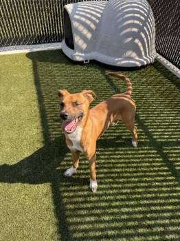 Baby -  Mixed Breed Dog for Adoption in Lafayette, Indiana - Baby | PetCurious