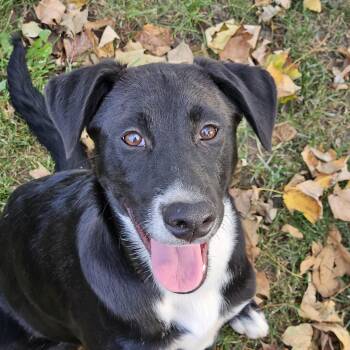 Bo -  Mixed Breed Dog for Adoption in Delphi, Indiana - Bo | PetCurious