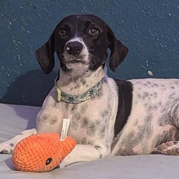 Miss Moo -  Dachshund and Mixed Breed Dog for Adoption in San Antonio, Texas - Miss Moo | PetCurious