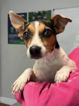 Santiago -  Jack Russell Terrier Dog for Adoption in Bolivar, Missouri - Santiago | PetCurious