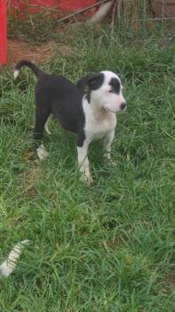 Chirp -  Mixed Breed Dog for Adoption in Taycheedah, Wisconsin - Chirp | PetCurious
