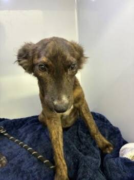 Crayola -  Shepherd and Mixed Breed Dog for Adoption in Gainesville, Florida - Crayola | PetCurious