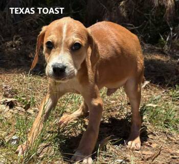 Texas Toast -  Hound Dog Available for Adoption in Washington, Georgia - Texas Toast | PetCurious