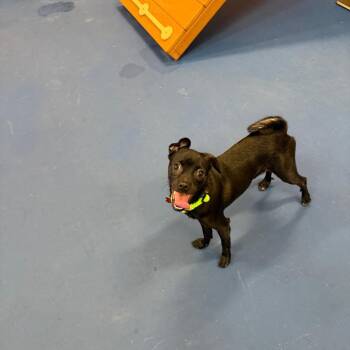 Trident -  Pug and Chihuahua Dog for Adoption in Oceanside, California - Trident | PetCurious