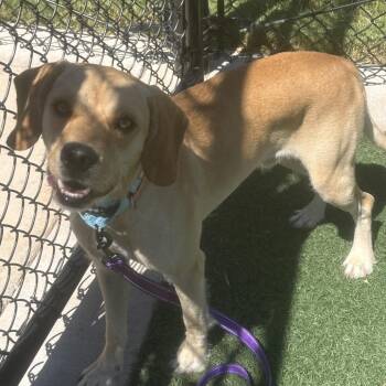 Sully -  Beagle and Yellow Labrador Retriever Dog for Adoption in Portland, Oregon - Sully | PetCurious