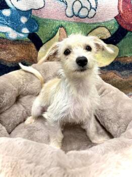 Octavia -  Mixed Breed Dog for Adoption in Thousand Oaks, California - Octavia | PetCurious