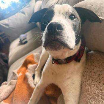 Captain -  American Staffordshire Terrier and Pit Bull Terrier Dog for Adoption in Grand Island, Nebraska - Captain | PetCurious