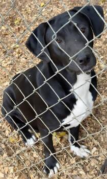 Rescue Labrador Retriever and Hound Dogs for Adoption in Troy, Alabama - Chelsey | PetCurious