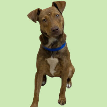 Rescue Pit Bull Terrier and Mountain Cur Dogs for Adoption in Tuscaloosa, Alabama - TUSC-Stray-82673 | PetCurious