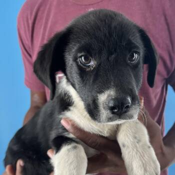 Rescue Black Labrador Retriever Dogs for Adoption in Brookshire, Texas - Bandit - Local Dec 19-21 | PetCurious