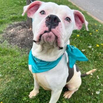 Mixed Breed Dogs Available for Adoption in Canal Winchester, Ohio - Dumbo | PetCurious