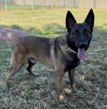 Rescue German Shepherd Dog and Belgian Shepherd Malinois Dogs for Adoption in Kuna, Idaho - Creed | PetCurious